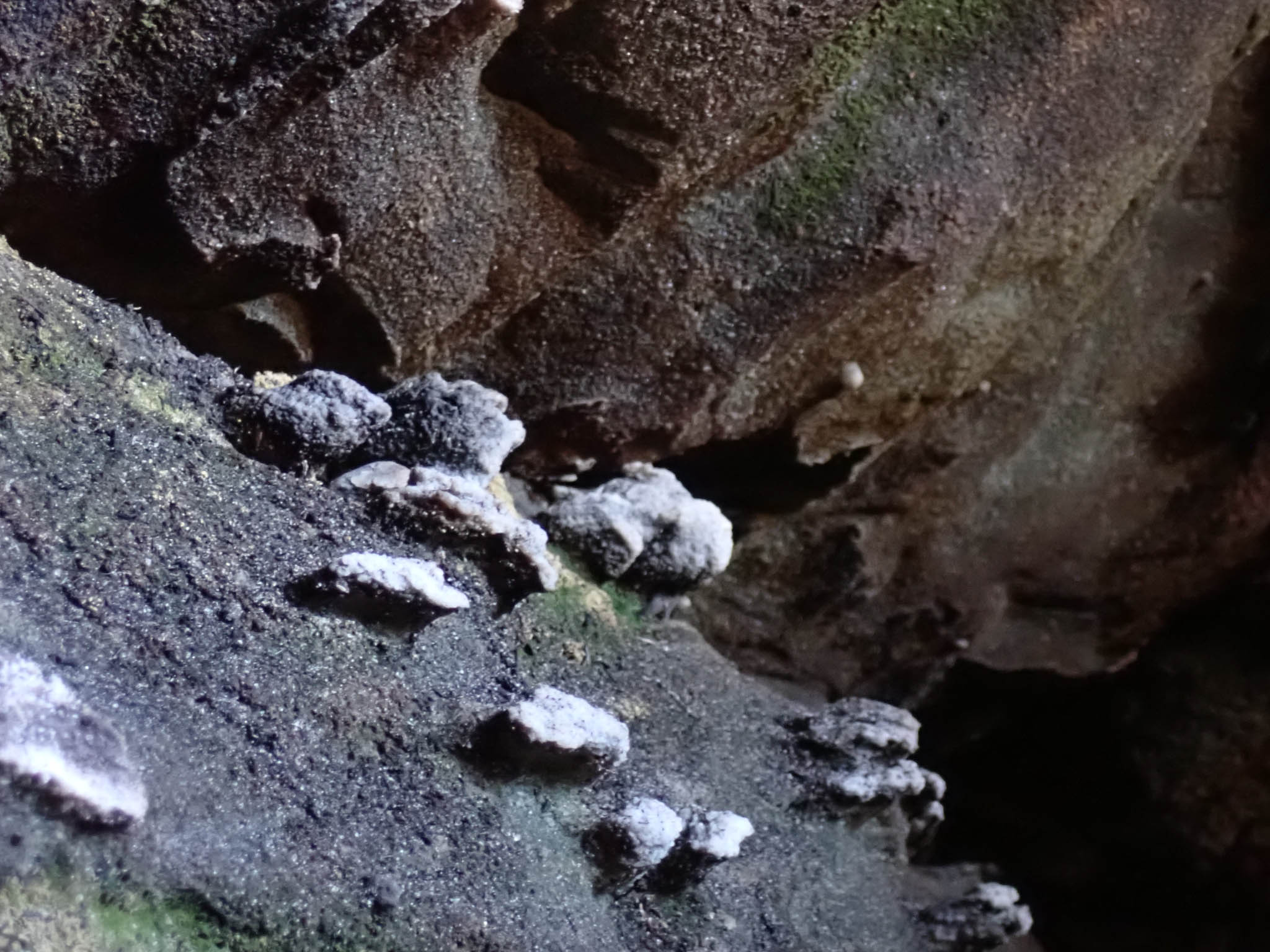 Wall nodules